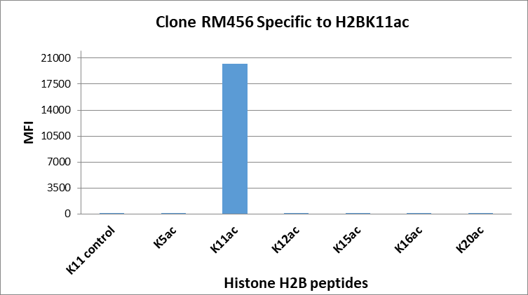 Multiplex Immunoassay: Histone H2B [ac Lys11] Antibody (RM456) [NBP3-18843] - RM456 specifically reacts to Histone H2B acetylated at Lysine 11 (K11ac). No cross reactivity with non-modified Lysine 11, or other acethylations in histone H2B.