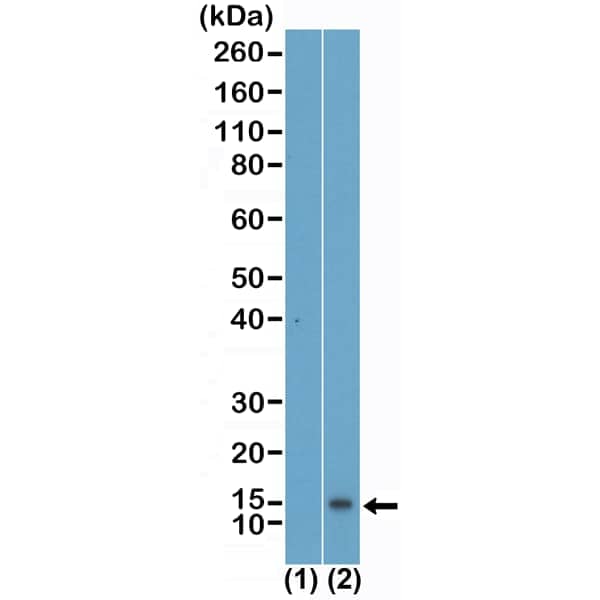Western Blot: Histone H4 [Monomethyl Lys5] Antibody (RM457) [NBP3-18844] - Western Blot of acid extracts of HeLa cells (2) and recombinant histone H4 (1), using RM457 at 0.2 ug/mL, showed a band of histone H4 monomethylated at Lysine 5 in HeLa cells.