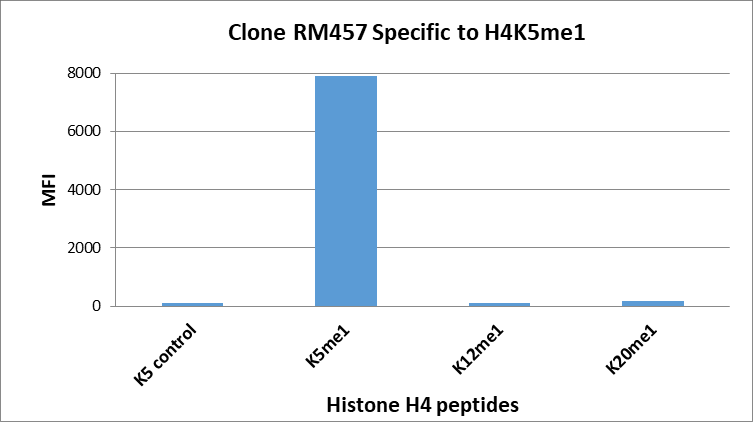 Multiplex Immunoassay: Histone H4 [Monomethyl Lys5] Antibody (RM457) [NBP3-18844] - RM457 specifically reacts to Histone H4 monomethylated at Lysine 5 (K5me1). No cross reactivity with non-modified Lysine 5, or other monomethylations in histone H4.
