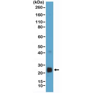 Western Blot: VEGF 165 Antibody (RM391) [NBP3-18846] - Western Blot of human VEGF recombinant protein produced in HEK293 cells using Clone RM391 at a 1:200 dilution.