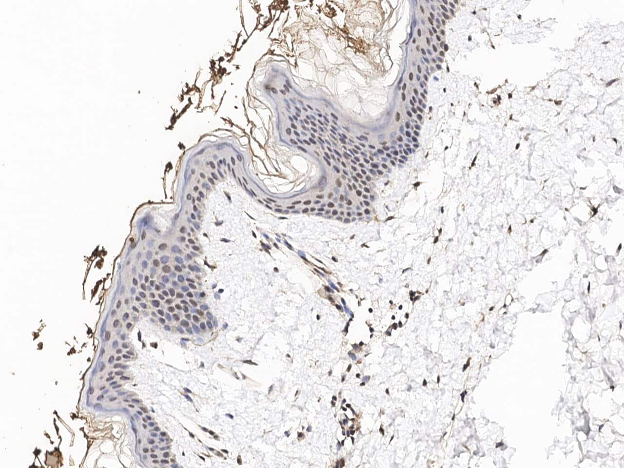 Immunohistochemistry-Paraffin: Nucleoporin 107 Antibody [NBP3-18854] - Immunochemical staining of human Nucleoporin 107 in human skin with NBP3-18854 at 1:100 dilution, formalin-fixed paraffin embedded sections.