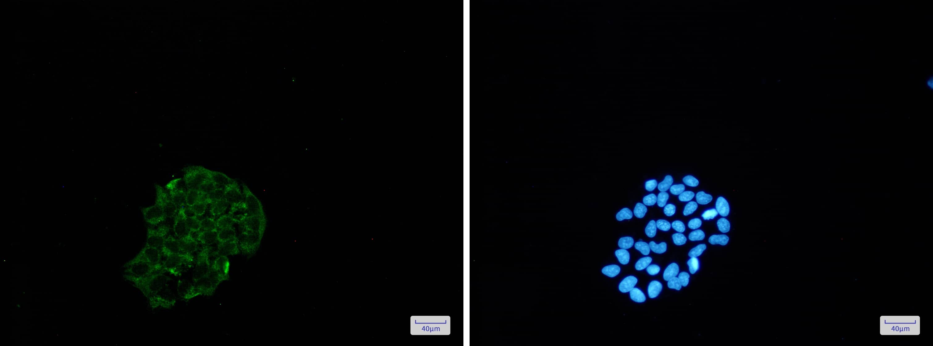 Immunocytochemistry/Immunofluorescence: BNIP3 Antibody (S09-1G8) [NBP3-19550] - Immunofluorescence of BNIP3 (green) in Hela cells using NBP3-19550 at dilution 1/50, and DAPI (blue)