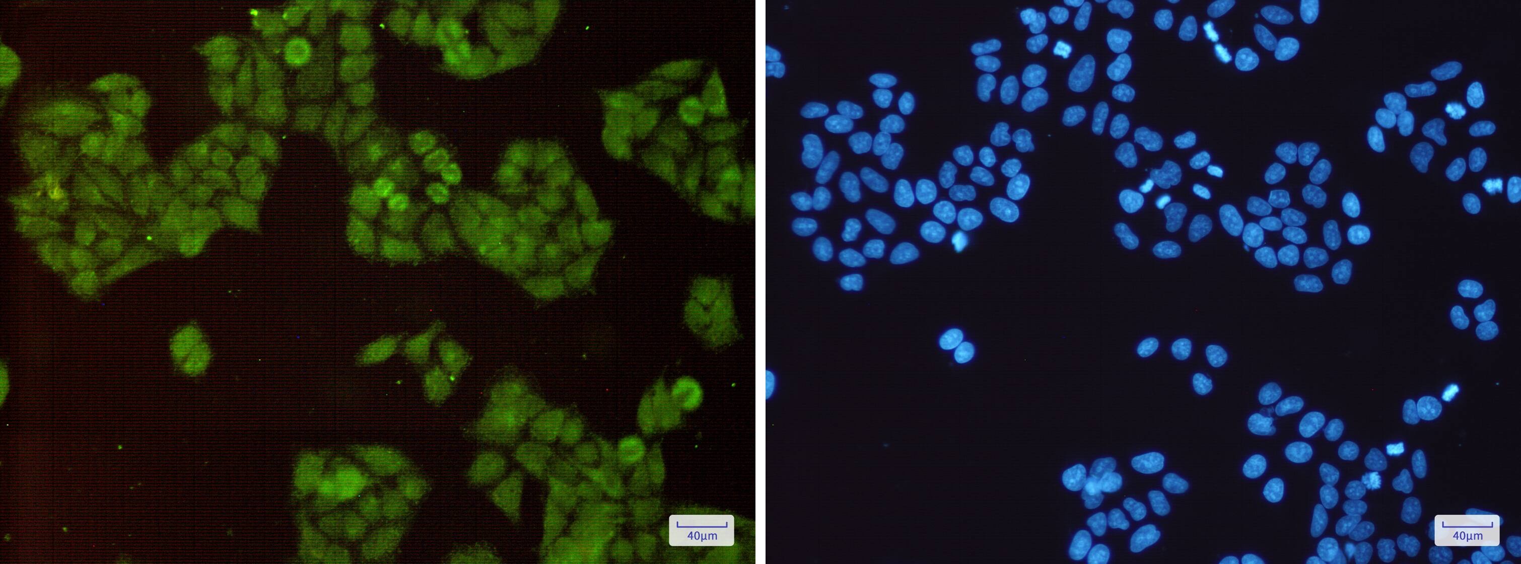 Immunocytochemistry/Immunofluorescence: Cullin 1 Antibody (S05-3D2) [NBP3-19613] - Immunofluorescence of Cullin 1 (green) in Hela cells using NBP3-19613 at dilution 1/200, and DAPI (blue)