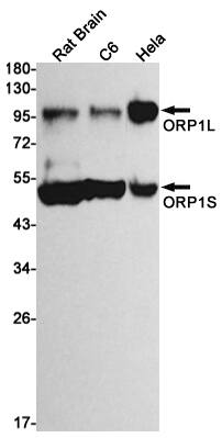 Western Blot: ORP1 Antibody (S02-2E2) [NBP3-19727] - Western blot detection of Rat Brain, C6, Hela cell lysates using NBP3-19727. Predicted band size: 109kDa. Observed band size: 109, 50kDa. 