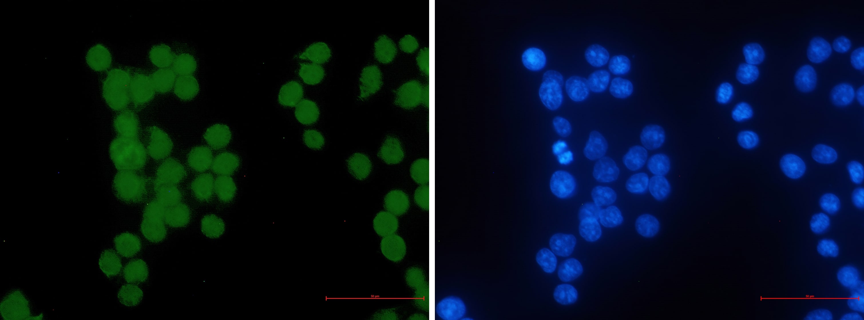 Immunocytochemistry/Immunofluorescence: HIPK2 Antibody (S06-5G2) [NBP3-19873] - Immunocytochemistry of HIPK2 (green) in hela using NBP3-19873 at dilution 1/50, and DAPI (blue)