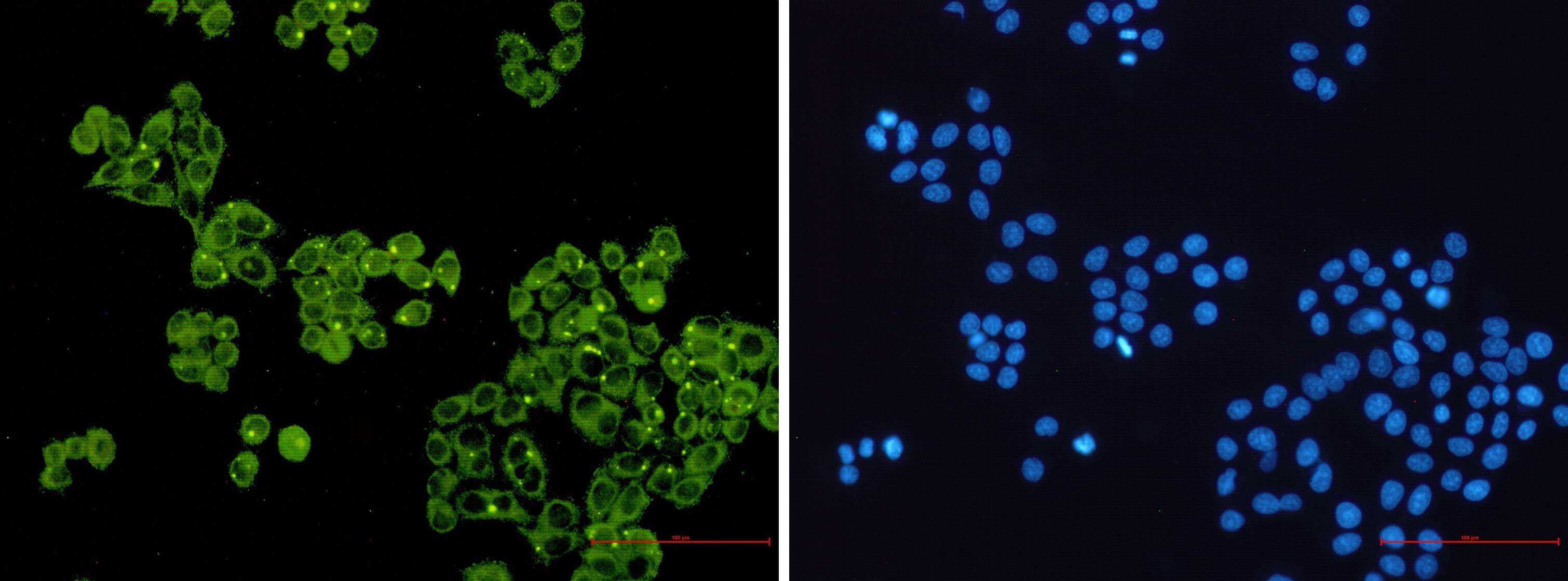 Immunocytochemistry/Immunofluorescence: Glycogen Synthase Antibody (S02-2F3) [NBP3-19957] - Immunofluorescence of Glycogen Synthase (green) in Hela using NBP3-19957 at dilution 1/50, and DAPI (blue)