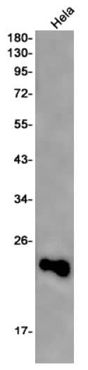 Western Blot: IL-18/IL-1F4 Antibody (S02-8B2) [NBP3-20042] - Western blot detection of IL-18/IL-1F4 in Hela cell lysates using NBP3-20042 (1:1000 diluted). Predicted band size: 22kDa. Observed band size: 17kDa. 