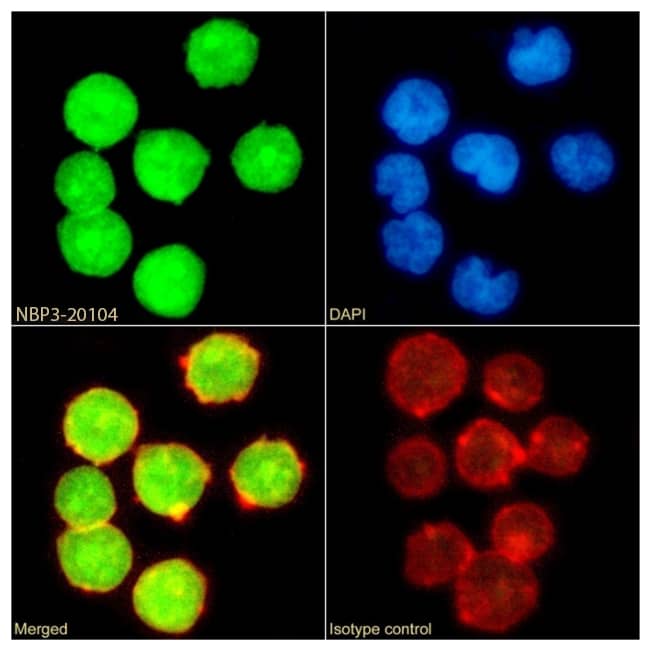 Immunocytochemistry/Immunofluorescence: UBE2I/Ubc9 Antibody (SAIC-36A-9) - Azide and BSA Free [NBP3-20104] - Immunofluorescence analysis of paraformaldehyde fixed Jurak cells on Shi-fix(TM) cover-slips stained with the chimeric rabbit IgG version of SAIC-36A-9 (NBP3-20104) (1:100 dilution) for 1h followed by Alexa Fluor(R) 488 secondary antibody (1:1000 dilution), showing nuclear staining. Actin filaments were stained with phalloidin (red) and the nuclear stain is DAPI (blue). Panels show from left-right, top-bottom NBP3-20104, DAPI, merged channels and an isotype control. The isotype control was an unknown specificity antibody followed by staining with Alexa Fluor(R) 488 secondary antibody.