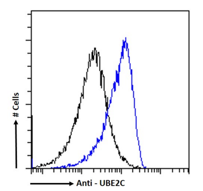 Flow Cytometry: UbcH10/UBE2C Antibody (SAIC-41A-1) - Azide and BSA Free [NBP3-20107] - Paraformaldehyde fixed MCF7 cells permeabilized with 0.5% Triton were stained with anti-unknown specificity antibody (isotype control, black line) or the rabbit IgG version of SAIC-41A-1 (NBP3-20107, blue line) at a dilution of 1:100 for 1h at RT. After washing, the bound antibody was detected using a goat anti-rabbit IgG AlexaFluor(R) 488 antibody at a dilution of 1:1000 and cells analyzed using a FACSCanto flow-cytometer.