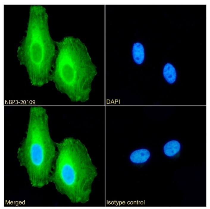 Immunocytochemistry/Immunofluorescence: Clusterin/APOJ Antibody (SAIC-43B-8) - Azide and BSA Free [NBP3-20109] - Immunofluorescence analysis of paraformaldehyde fixed HeLa cells permeabilized with 0.15% Triton stained with the chimeric rabbit IgG version of SAIC-43B-8 (NBP3-20109) (1:100 dilution) for 1h followed by Alexa Fluor(R) 488 secondary antibody (1:1000 dilution), showing cytoplasmic staining. The nuclear stain is DAPI (blue). Panels show from left-right, top-bottom NBP3-20109, DAPI, merged channels and an isotype control. The isotype control was an unknown specificity antibody followed by staining with Alexa Fluor(R) 488 secondary antibody.