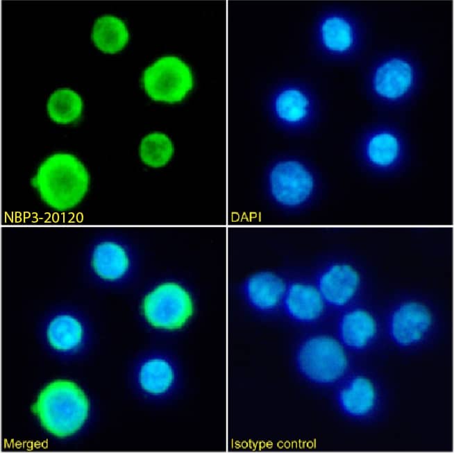 Immunocytochemistry/ Immunofluorescence Hemoglobin Antibody (2A1) - Chimeric - Azide and BSA Free