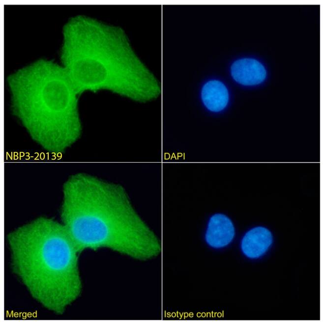 Immunocytochemistry/Immunofluorescence: PRDM4 Antibody (RAB-C367) - Chimeric - Azide and BSA Free [NBP3-20139] - Immunofluorescence analysis of paraformaldehyde fixed HEK293 cells permeabilized with 0.15% Triton stained with the chimeric rabbit IgG version of RAB-C367 (NBP3-20139) (1:100 dilution) for 1h followed by Alexa Fluor(R) 488 secondary antibody (1:1000 dilution), showing cytoplasmic staining. The nuclear stain is DAPI (blue). Panels show from left-right, top-bottom NBP3-20139, DAPI, merged channels and an isotype control. The isotype control was an unknown specificity antibody followed by staining with Alexa Fluor(R) 488 secondary antibody.