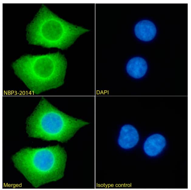 Immunocytochemistry/Immunofluorescence: PRDM9 Antibody (RAB-C370) - Chimeric - Azide and BSA Free [NBP3-20141] - Immunofluorescence analysis of paraformaldehyde fixed HEK293 cells permeabilized with 0.15% Triton stained with the chimeric rabbit IgG version of RAB-C370 (NBP3-20141) (1:100 dilution) for 1h followed by Alexa Fluor(R) 488 secondary antibody (1:1000 dilution), showing cytoplasmic staining. The nuclear stain is DAPI (blue). Panels show from left-right, top-bottom NBP3-20141, DAPI, merged channels and an isotype control. The isotype control was an unknown specificity antibody followed by staining with Alexa Fluor(R) 488 secondary antibody.