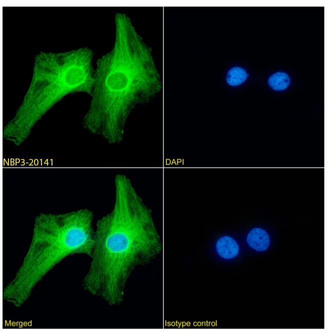 Immunocytochemistry/Immunofluorescence: PRDM9 Antibody (RAB-C370) - Chimeric - Azide and BSA Free [NBP3-20141] - Immunofluorescence analysis of paraformaldehyde fixed HeLa cells permeabilized with 0.15% Triton stained with the chimeric rabbit IgG version of RAB-C370 (NBP3-20141) (1:100 dilution) for 1h followed by Alexa Fluor(R) 488 secondary antibody (1:1500 dilution), showing cytoplasmic staining. The nuclear stain is DAPI (blue). Panels show from left-right, top-bottom NBP3-20141, DAPI, merged channels and an isotype control. The isotype control was an unknown specificity antibody followed by staining with Alexa Fluor(R) 488 secondary antibody.