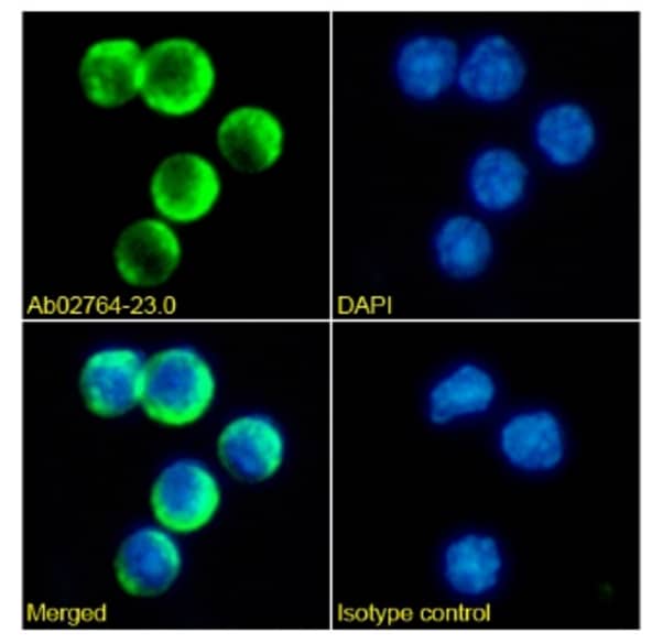 Immunocytochemistry /Immunofluorescence: CD161/NK1.1 Antibody (PK-136) - Chimeric - Azide and BSA Free [NBP3-20165] - Immunofluorescence analysis of paraformaldehyde fixed mouse splenocytes on Shi-fix coverslips stained with NBP3-20165 at 10 ug/ml for 1h followed by Alexa Fluor 488 secondary antibody (2 ug/ml), showing membrane staining. The nuclear stain is DAPI (blue). Panels show from left-right, top-bottom NBP3-20165, DAPI, merged channels and an isotype control. The isotype control was an unknown specificity antibody followed by staining with Alexa Fluor 488 secondary antibody.