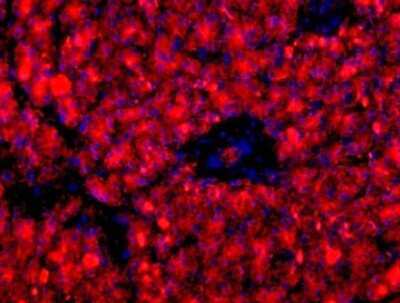 Immunocytochemistry/Immunofluorescence: Pancreatic Cell Marker Antibody Pack [NBP3-20186] - Immunofluorescence on frozen section of human pancreas using HPx1 Antibody (HIC0-3B3) [NBP1-18951].