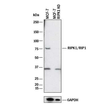 <b>Genetic Strategies Validation. </b>Western Blot: Panoptosome Antibody Pack [NBP3-20189] - Western blot shows lysates of MCF‑7 human breast cancer parental cell line and RIPK1/RIP1 knockout MCF‑7 cell line (KO). PVDF membrane was probed with 0.5 µg/mL of Mouse Anti-Human/Mouse/Rat RIPK1/RIP1 Monoclonal Antibody (Catalog # MAB3585) followed by HRP-conjugated Anti-Mouse IgG Secondary Antibody (Catalog # HAF018). A specific band was detected for RIPK1/RIP1 at approximately 75 kDa (as indicated) in the parental MCF‑7 cell line, but is not detectable in knockout MCF‑7 cell line. GAPDH (Catalog # MAB5718) is shown as a loading control. This experiment was conducted under reducing conditions and using Immunoblot Buffer Group 1.