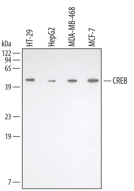 Western Blot: Adipogenesis Antibody Pack [NBP3-20190] - Western blot shows lysates of HT-29 human colon adenocarcinoma cell line, HepG2 human hepatocellular carcinoma cell line, MBA-MB-468 human breast cancer cell line, and MCF-7 human breast cancer cell line. PVDF membrane was probed with 0.5 µg/mL of Goat Anti-Human CREB Antigen Affinity-purified Polyclonal Antibody (Catalog # AF2989) followed by HRP-conjugated Anti-Goat IgG Secondary Antibody (Catalog # HAF109). A specific band was detected for CREB at approximately 43 kDa (as indicated). This experiment was conducted under reducing conditions and using Immunoblot Buffer Group 1.