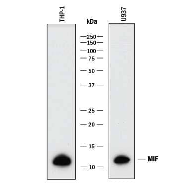Western Blot: Parthanatos Antibody Pack [NBP3-20191] - Western blot shows lysates of THP-1 human acute monocytic leukemia cell line and U937 human histiocytic lymphoma cell line. PVDF membrane was probed with 0.5 µg/mL of Goat Anti-Human/Mouse/Rat MIF Antigen Affinity-purified Polyclonal Antibody (Catalog # AF-289-PB) followed by HRP-conjugated Anti-Goat IgG Secondary Antibody (HAF017). A specific band was detected for MIF at approximately 12 kDa (as indicated). This experiment was conducted under reducing conditions and using Immunoblot Buffer Group 1.