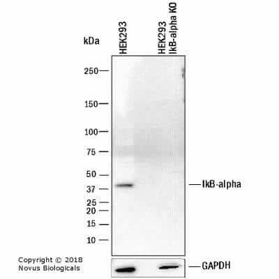 <b>Genetic Strategies Validation. </b>Western blot shows lysates of HEK293 human embryonic kidney parental cell line and IkB-alpha knockout (KO) HEK293 human embryonic kidney cell line. PVDF membrane was probed with 2 ug/ml of Mouse Anti-Human IkB-alpha monoclonal Antibody (Catalog # NB100-56507) followed by HRP-conjugated Anti-Mouse IgG Secondary Antibody. Specific band was detected for IkB-alpha at approximately 38 kDa (as indicated) in the parental HEK293 celll line, but is not detectable in the knockout HEK293 cell line. This experiment was conducted under reducing conditions.