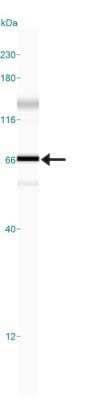 Simple Western lane view shows a specific band for HDAC1 in 0.5 mg/ml of HEK293 lysate. This experiment was performed under reducing conditions using the 12-230 kDa separation system.