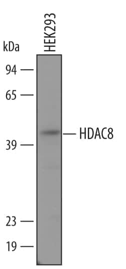 Western blot shows lysates of HEK293 human embryonic kidney cell line. PVDF membrane was probed with 1 µg/mL of Sheep Anti-Human/Mouse Histone Deacetylase 8/HDAC8 Antigen Affinity-purified Polyclonal Antibody (Catalog # AF4359) followed by HRP-conjugated Anti-Sheep IgG Secondary Antibody (Catalog # HAF016). A specific band was detected for Histone Deacetylase 8/HDAC8 at approximately 50 kDa (as indicated). This experiment was conducted under reducing conditions and using Immunoblot Buffer Group 8.