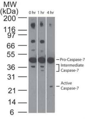 <b>Biological Strategies Validation. </b>Analysis of Caspase-7 in Jurkat cells using Caspase-7 antibody at 1 ug/ml. Cells were treated with 2 uM staurosporine for different time periods. Caspase-7 activation is detected in western blots by the presence of Caspase-7 cleavage fragments. The antibody detected both pro (full-length) and active (cleaved) Caspase-7, depending on the treatment time points. A basal level of endogenous intermediate Caspase-7 can be see in untreated Jurkat cells.