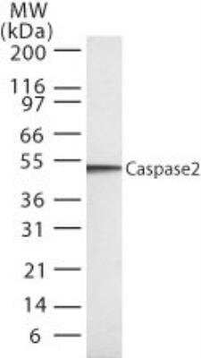 Western blot shows 20 ug of HL60 whole cell lysate. Caspase-2 was detected using Mouse Anti-Human Caspase-2 Monoclonal Antibody (Catalog # NB100-56686) followed by HRP-conjugated Anti-Rabbit IgG Secondary Antibody. This experiment was conducted under reducing conditions.