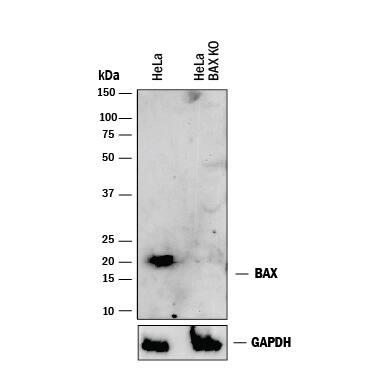 <b>Genetic Strategies Validation. </b>Western blot shows lysates of HeLa human cervical epithelial carcinoma parental cell line and Bax knockout HeLa cell line (KO). PVDF membrane was probed with 1 µg/mL of Mouse Anti-Human Bax Minus C-Terminus Monoclonal Antibody (Catalog # MAB846) followed by HRP-conjugated Anti-Mouse IgG Secondary Antibody (Catalog # HAF018). A specific band was detected for Bax at approximately 20 kDa (as indicated) in the parental HeLa cell line, but is not detectable in knockout HeLa cell line. GAPDH (Catalog # MAB5718) is shown as a loading control. This experiment was conducted under reducing conditions and using Immunoblot Buffer Group 1.