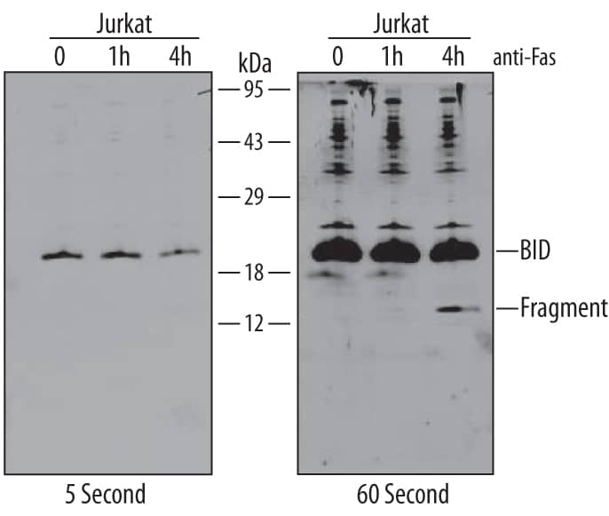 Western blot shows Jurkat human acute T cell leukemia cell line treated with apoptosis inducer anti-Fas for the indicated times. PVDF membrane was probed with 1 µg/mL Goat Anti-Human/Mouse BID Antigen Affinity-purified Polyclonal Antibody (Catalog # AF860) followed by HRP-conjugated Anti-Goat IgG Secondary Antibody (Catalog # HAF109). A specific band was detected for BID at approximately 20 kDa (as indicated). For additional reference short (5 seconds, left panel) and long (60 seconds, right panel) exposures are shown. This experiment was conducted under reducing conditions and using Immunoblot Buffer Group 2.