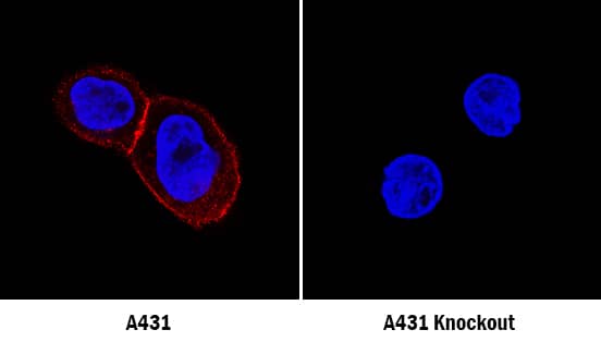 <b>Genetic Strategies Validation. </b>P-Cadherin was detected in immersion fixed A431 human epithelial carcinoma cell line, wildtype (left panel) but is not detected in P-Cadherin knockout (right panel), using Mouse Anti-Human P-Cadherin Monoclonal Antibody (Catalog # MAB861) at 1 µg/mL for 3 hours at room temperature. Cells were stained using the NorthernLights™ 557-conjugated Anti-Mouse IgG Secondary Antibody (red; Catalog # NL007) and counterstained with DAPI (blue). Specific staining was localized to plasma membrane in wildtype cells. View our protocol for Fluorescent ICC Staining of Cells on Coverslips.