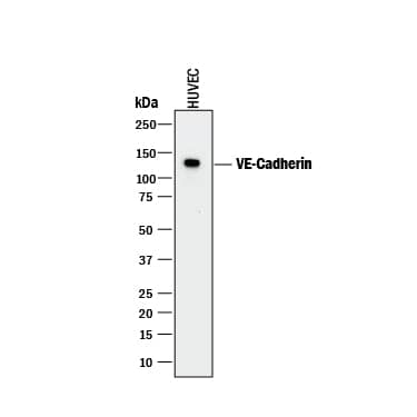 Western blot shows lysate of HUVEC human umbilical vein endothelial cells. PVDF membrane was probed with 1 µg/mL of Mouse Anti-Human VE-Cadherin Monoclonal Antibody (Catalog # MAB9381) followed by HRP-conjugated Anti-Mouse IgG Secondary Antibody (Catalog # HAF018). A specific band was detected for VE-Cadherin at approximately 125 kDa (as indicated). This experiment was conducted under reducing conditions and using Immunoblot Buffer Group 1.
