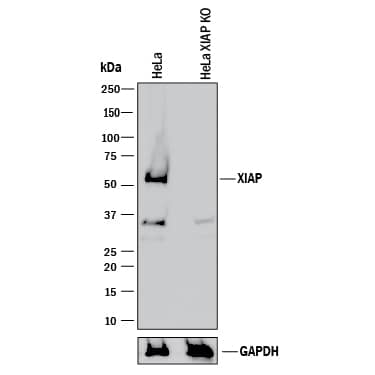 <b>Genetic Strategies Validation. </b>Western blot shows lysates of HeLa human cervical epithelial carcinoma parental cell line and XIAP knockout HeLa cell line (KO). PVDF membrane was probed with 0.5 µg/mL of Goat Anti-Human/Mouse/Rat XIAP Antigen Affinity-purified Polyclonal Antibody (Catalog # AF8221) followed by HRP-conjugated Anti-Goat IgG Secondary Antibody (Catalog # HAF017). A specific band was detected for XIAP at approximately 52 kDa (as indicated) in the parental HeLa cell line, but is not detectable in knockout HeLa cell line. GAPDH (Catalog # AF5718) is shown as a loading control. This experiment was conducted under reducing conditions and using Immunoblot Buffer Group 1.