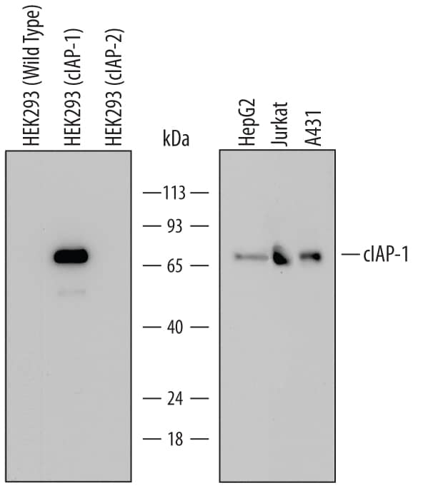 Western blot shows lysates of HEK293 human embryonic kidney cell line either mock transfected, transfected with full length human cIAP-1, or transfected with full length human cIAP-2, HepG2 human hepatocellular carcinoma cell line, Jurkat human acute T cell leukemia cell line, and A431 human epithelial carcinoma cell line. PVDF Membrane was probed with 1 µg/mL of Human cIAP-1/HIAP-2 Monoclonal Antibody (Catalog # MAB818) followed by HRP-conjugated Anti-Mouse IgG Secondary Antibody (Catalog # HAF007). A specific band was detected for cIAP-1/HIAP-2 at approximately 72 kDa (as indicated). This experiment was conducted under reducing conditions and using Immunoblot Buffer Group 2.