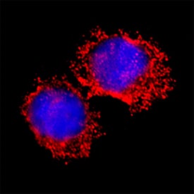 Fgr was detected in immersion fixed U937 human histiocytic lymphoma cell line using Goat Anti-Human/Rat Fgr Antigen Affinity-purified Polyclonal Antibody (Catalog # AF3207) at 15 µg/mL for 3 hours at room temperature. Cells were stained using the NorthernLights™ 557-conjugated Anti-Goat IgG Secondary Antibody (red; NL001) and counterstained with DAPI (blue). Specific staining was localized to cytoplasm. Staining was performed using our protocol for Fluorescent ICC Staining of Non-adherent Cells.
