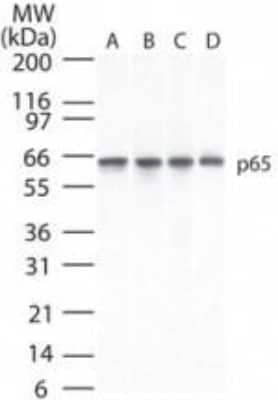 Analysis of P65 using p65 antibody at 2 ug/mL in 30 ug of A) Ramos, B) Daudi, C) HeLa and D) mouse NIH 3T3 cell lysate.Western blot shows 30 ug of A) Ramos, B) Daudi, C) HeLa and D) mouse NIH 3T3 cell line lysates. RelA/NFkB p65 was detected with 2 µg/mL of Mouse Anti-Human RelA/NFkB p65 (112A1021) Monoclonal Antibody (Catalog # NB100-56712) followed by HRP-conjugated Anti-Mouse IgG Secondary Antibody. This experiment was conducted under reducing conditions.