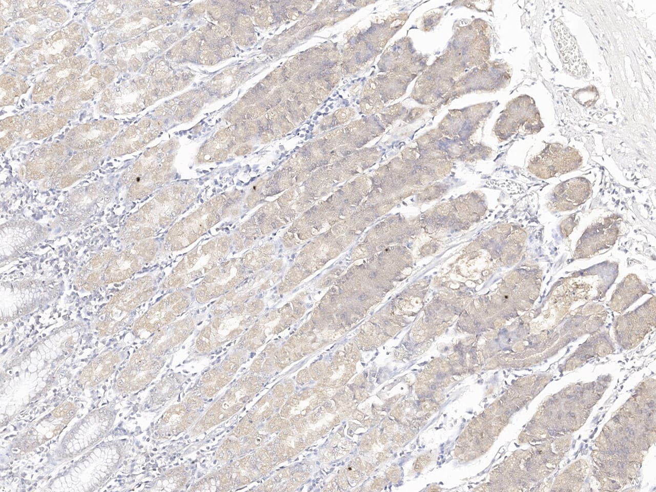 Immunohistochemistry-Paraffin: EFHC1 Antibody [NBP3-20220] - Immunochemical staining of human EFHC1 in human stomach with NBP3-20220 at 1:200 dilution, formalin-fixed paraffin embedded sections.