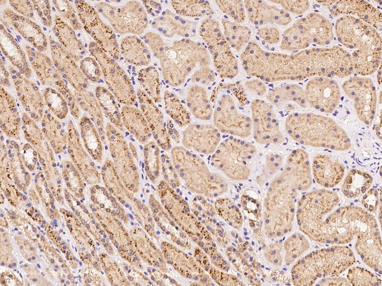 Immunohistochemistry-Paraffin: KIAA1958 Antibody - BSA Free [NBP3-20225] - Immunochemical staining of human KIAA1958 in human kidney with NBP3-20225 at 1:100 dilution, formalin-fixed paraffin embedded sections.