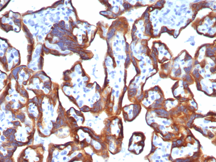 Formalin-fixed, paraffin-embedded human placenta stained with Cytokeratin 7 antibody (KRT7/8121R). HIER: Tris/EDTA, pH9.0, 45min. Secondary: HRP-polymer, 30min. DAB, 5min.