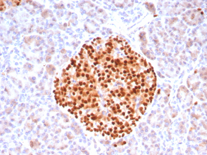 Formalin-fixed, paraffin-embedded human pancreas stained with Pax6 antibody (PAX6/8578R). HIER: Tris/EDTA, pH9.0, 45min. Secondary: HRP-polymer, 30min. DAB, 5min.