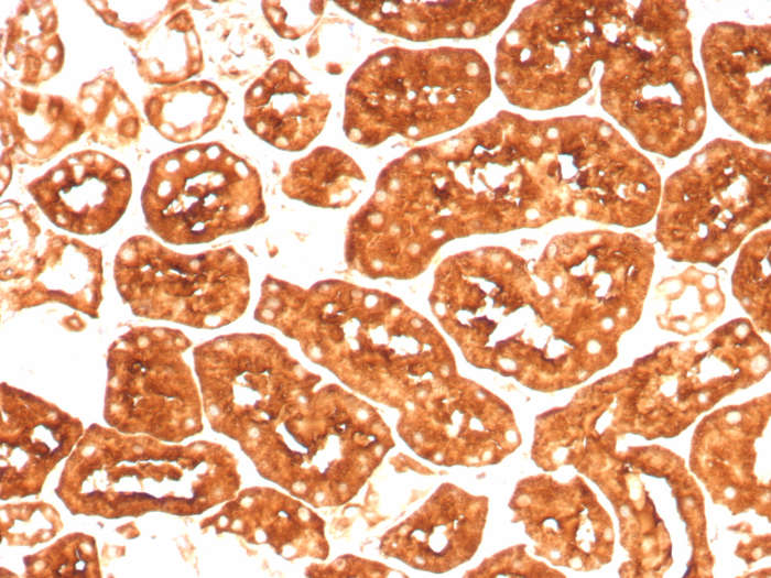 Formalin-fixed, paraffin-embedded human kidney stained with Ferritin Heavy Chain antibody (FTH/8700R). HIER: Tris/EDTA, pH9.0, 45min. Secondary: HRP-polymer, 30min. DAB, 5min.