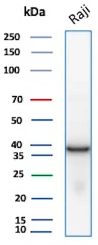 Western Blot Analysis of Raji lysate using PCNA Antibody (PCNA/8696R).