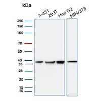 Western Blot Analysis of A-431, 293T, Hep G2 and NIH/3T3 cell lysates using PCNA Antibody (PCNA/8696R).