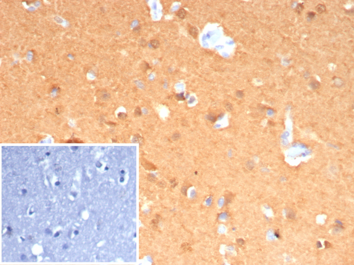 Formalin-fixed, paraffin-embedded human cerebellum stained with UCH-L1/PGP9.5 antibody (rUCHL1/8133). Inset: PBS instead of primary antibody; secondary only negative control.