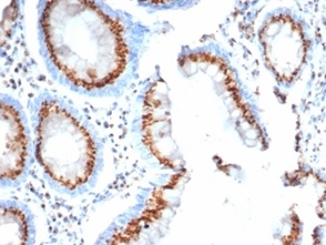 Formalin-fixed, paraffin-embedded human colon stained with Golgi Glycoprotein 1/GLG1 antibody (GLG1/4830).