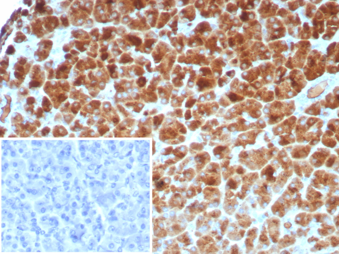 Formalin-fixed, paraffin-embedded human pancreas stained with Carboxypeptidase A1/CPA1 antibody (rCPA1/8518). Inset: PBS instead of primary antibody; secondary only negative control.