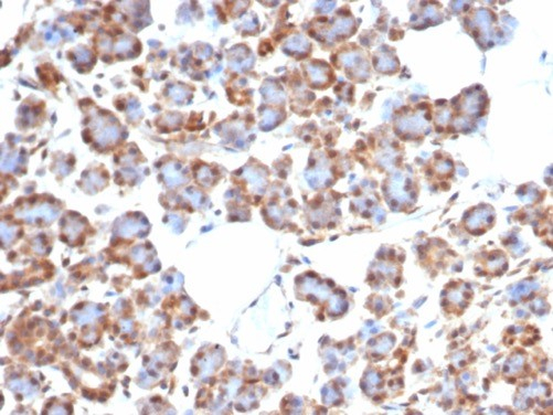 Formalin-fixed, paraffin-embedded human salivary gland stained with Smad4 antibody (SMAD/7905R). HIER: Tris/EDTA, pH9.0, 45min. Secondary: HRP-polymer, 30min. DAB, 5min.