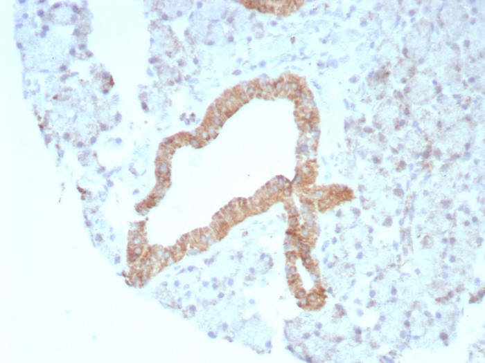 Formalin-fixed, paraffin-embedded human prostate stained with BCMA/TNFRSF17 antibody (rCD269/8507). HIER: Tris/EDTA, pH9.0, 45min. Secondary: HRP-polymer, 30min. DAB, 5min.