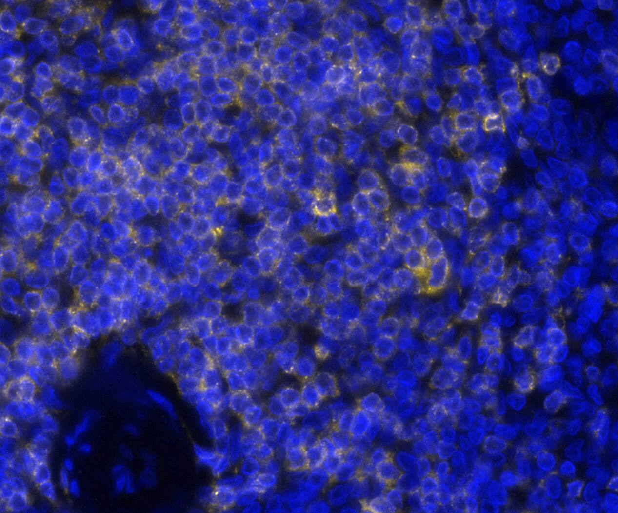 CD7 was detected in immersion fixed paraffin-embedded sections of human spleen using Mouse Anti-Human CD7, Monoclonal Antibody (Catalog #NBP3-20452) at 0.2ug/mL at 37 ° Celsius for 4 minutes. Before incubation with the primary antibody, tissue underwent an all-in-one dewaxing and antigen retrieval preprocessing using PreTreatment Module (PT Module)and Dewax and HIER Buffer H (pH 9; Epredia Catalog #TA-999-DHBH). Tissue was stained using the Alexa Fluor™ 647 Goat anti-Mouse IgG Secondary Antibody at 1:200 at 37 ° Celsius for 2 minutes. (Yellow; Lunaphore Catalog # DR647MS) and counterstained with DAPI (blue; Lunaphore Catalog # DR100). Specific staining was localized to the membrane. Protocol available in COMET™ Panel Builder.​