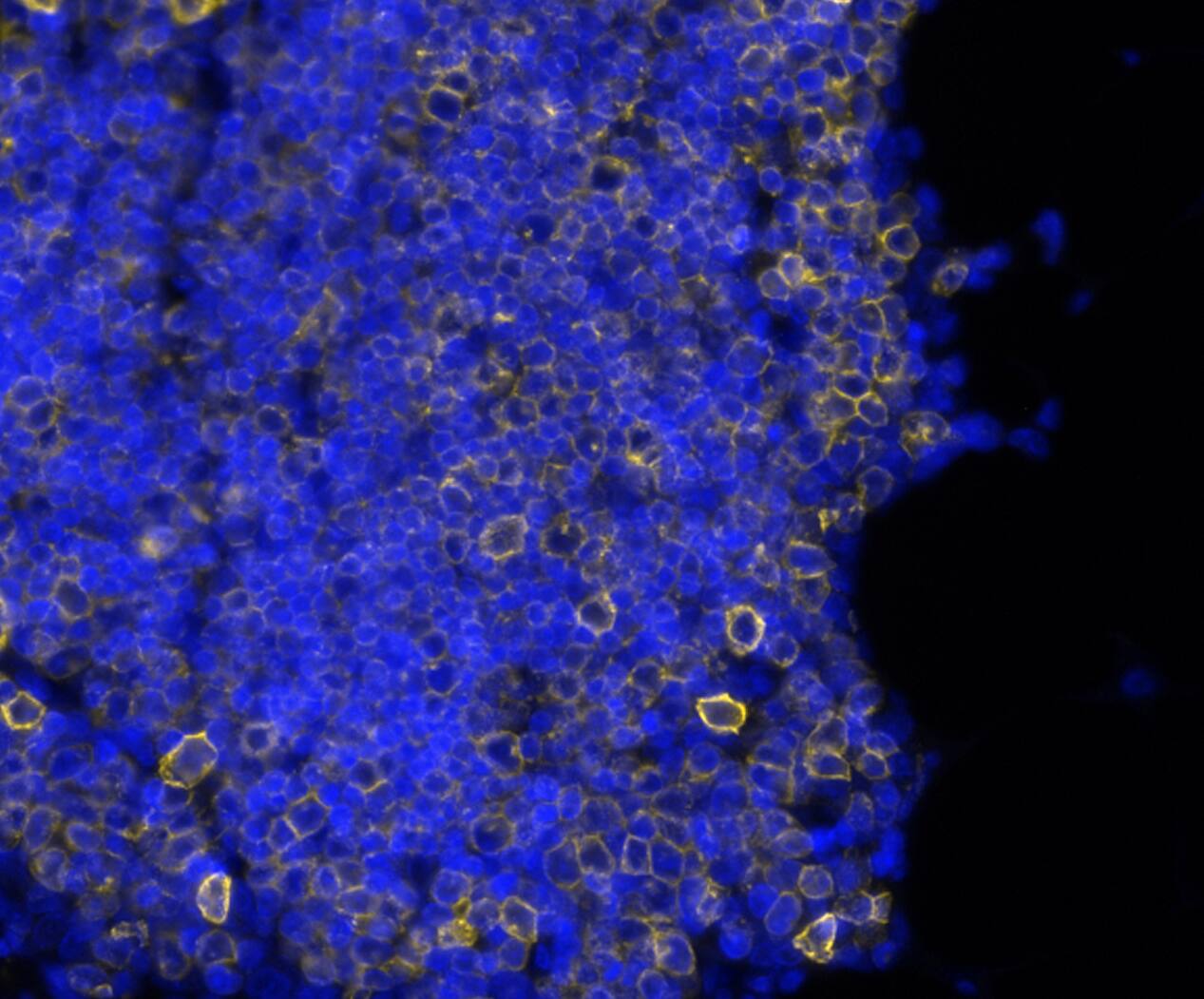 CD7 was detected in immersion fixed paraffin-embedded sections of human thymus using Mouse Anti-Human CD7, Monoclonal Antibody (Catalog #NBP3-20452) at 0.2ug/mL at 37 ° Celsius for 4 minutes. Before incubation with the primary antibody, tissue underwent an all-in-one dewaxing and antigen retrieval preprocessing using PreTreatment Module (PT Module)and Dewax and HIER Buffer H (pH 9; Epredia Catalog #TA-999-DHBH). Tissue was stained using the Alexa Fluor™ 647 Goat anti-Mouse IgG Secondary Antibody at 1:200 at 37 ° Celsius for 2 minutes. (Yellow; Lunaphore Catalog # DR647MS) and counterstained with DAPI (blue; Lunaphore Catalog # DR100). Specific staining was localized to the membrane. Protocol available in COMET™ Panel Builder.​